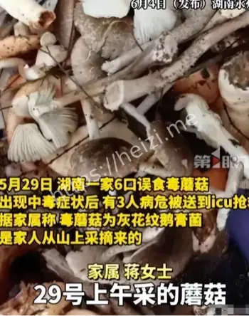 野蘑菇安全