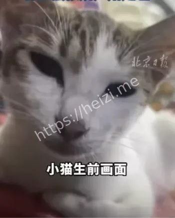虐猫事件