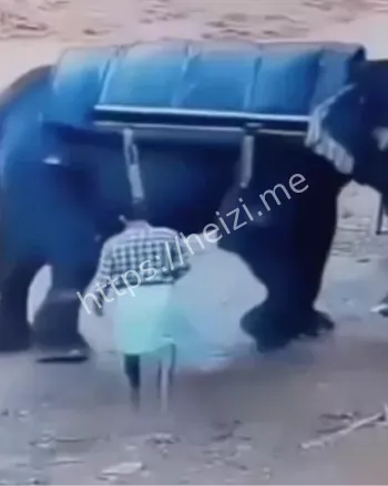 野生动物