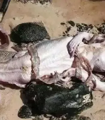 全球目击事件
