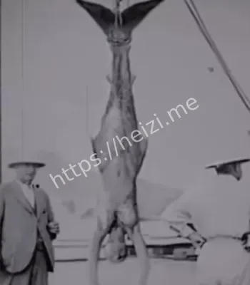 海洋未解之谜