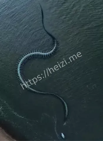 巨型海蛇