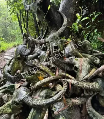 怪事频发