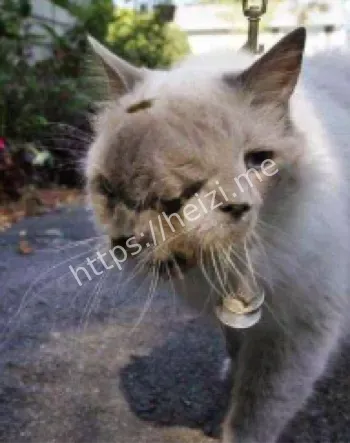 辐射巨鼠