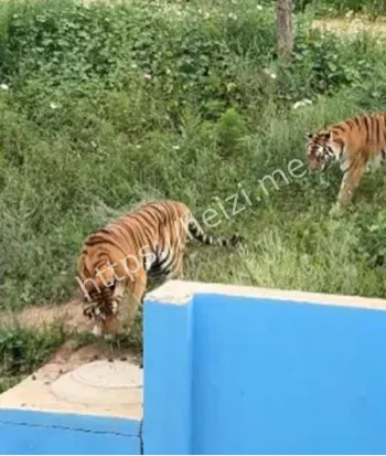 猫咪误入虎园