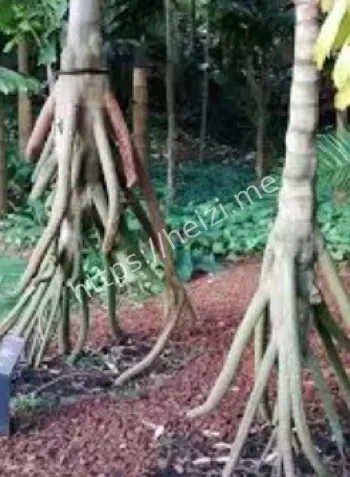 厄瓜多尔