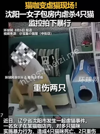 小猫死亡
