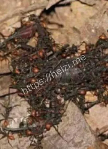 自爆现象