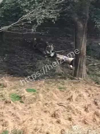 在动物园被老虎咬伤