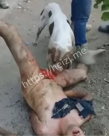 自卫组织与替代正义分析