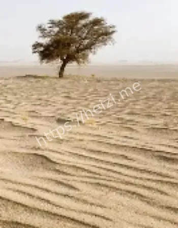 醉酒司机撞树悲剧真相