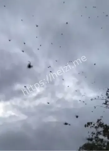 巴西小镇天降蜘蛛