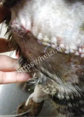 虐猫律师警方刑拘调查