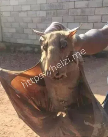 利兹家族与纹章