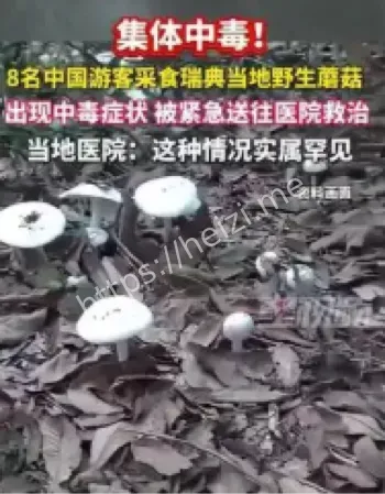 野生蘑菇中毒
