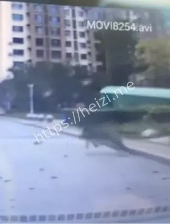 莱特体育馆野猪击毙细节