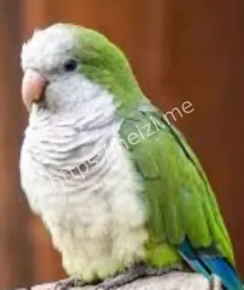 动物辅助破案案例