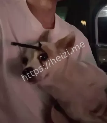 弩箭射入狗狗头骨