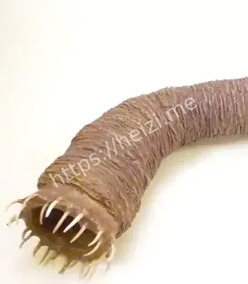 探险家冒死拍下