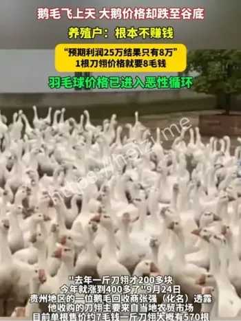 刀翎涨价原因