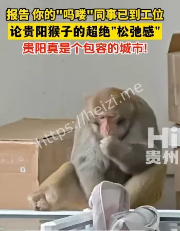 贵州猴子上班