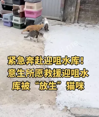 千猫溺亡救援
