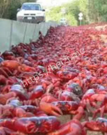 上亿红蟹铺满公路桥梁景象