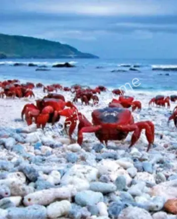 上亿红蟹铺满公路桥梁景象