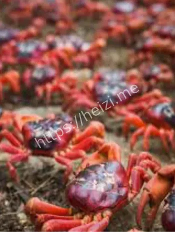 圣诞岛蚁害控制蟹群恢复