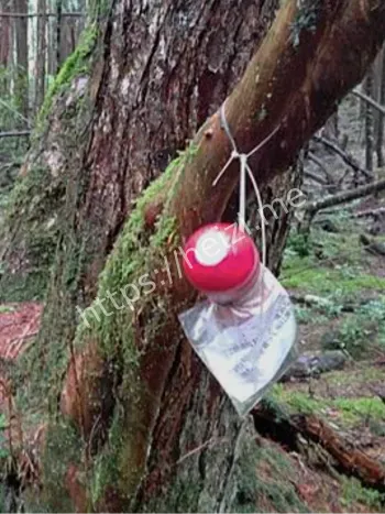 青木原树海罗盘失灵