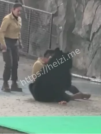 抢胡萝卜咬伤驯养员