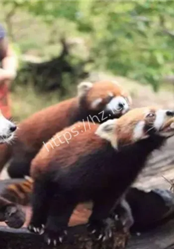 云南普洱邀游现场细节