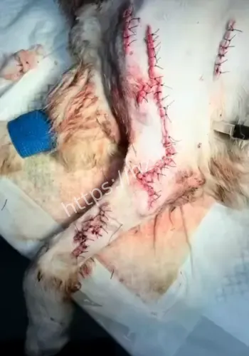 半夜狂砍邻居狗